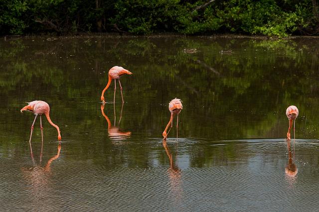 039 Floreana, rode flamingo's.jpg